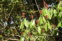 Phlogacanthus thyrsiformis